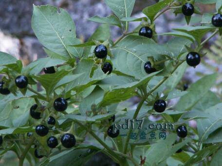 含有毒性的植物Top1：Atropa belladonna