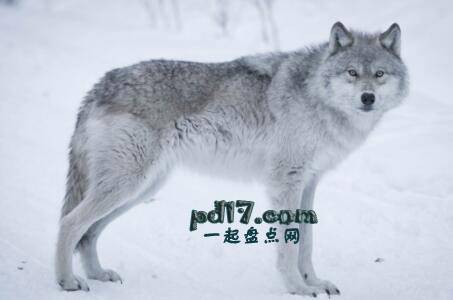 声音最大的动物Top8：灰狼
