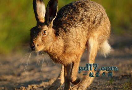 地球上速度最快的动物Top9：布朗野兔