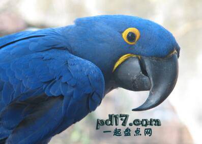 全球最漂亮的鸟类Top10：紫蓝金刚鹦鹉