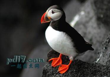 全球最漂亮的鸟类Top6：大西洋角嘴海雀