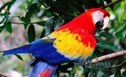 全球最漂亮的鸟类Top2：五彩金刚鹦鹉