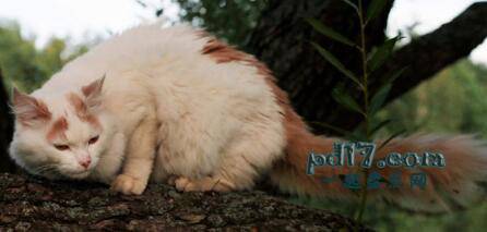世界上体型最大的猫的品种Top7：土耳其梵猫
