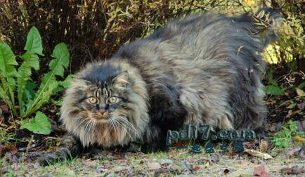 世界上体型最大的猫的品种Top6：挪威森林猫