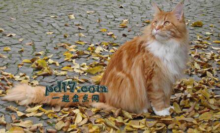 世界上体型最大的猫的品种Top1：缅因库恩