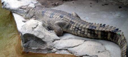 世界上最大的鳄鱼Top9：长吻鳄