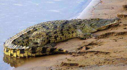 世界上最大的鳄鱼Top2：尼罗河鳄鱼