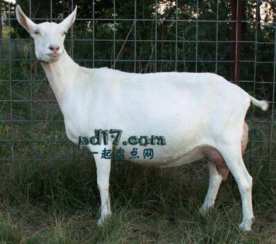 产奶质量最高的山羊品种Top6：Saanen