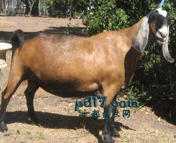 产奶质量最高的山羊品种Top3：Nubian