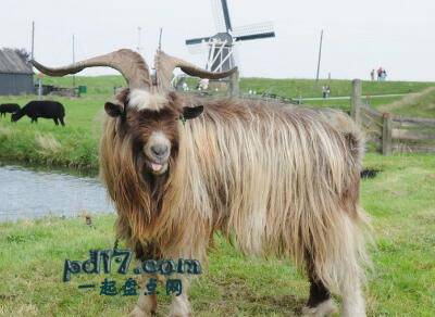 世界上最危险的山羊品种Top8：Dutch Landrace