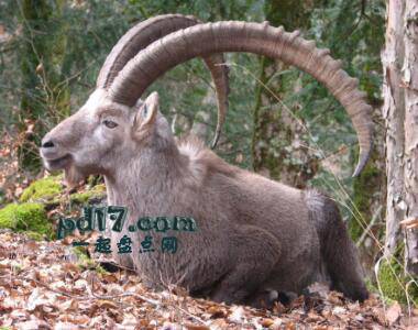 世界上最危险的山羊品种Top5：Hybrid Ibex