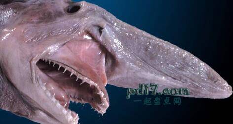 世界上最恐怖的海洋生物Top10：精灵鲨