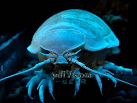 世界上最恐怖的海洋生物Top9：大王具足虫