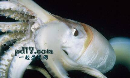世界上最恐怖的海洋生物Top8：大王乌贼