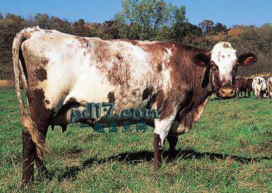 产奶量最高的奶牛品种Top9：乳用短角牛