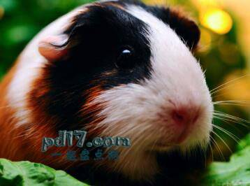 常见的寿命最短的活体动物Top9：豚鼠（4年）