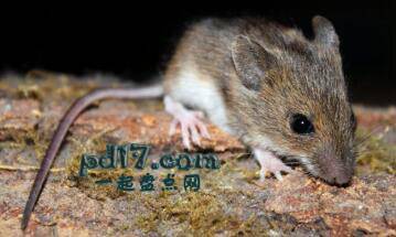 常见的寿命最短的活体动物Top6：家鼠（1年）