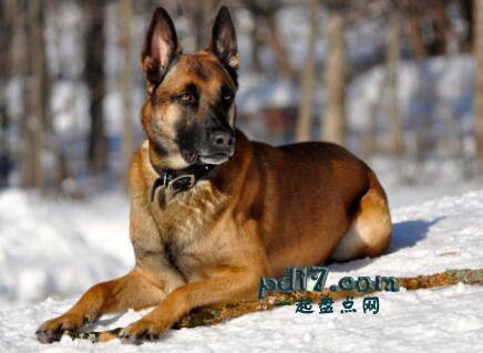 世界上醉知名的警犬品种Top2：比利时玛利诺犬