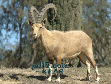 惊人的长角动物Top5：努比亚野生山羊