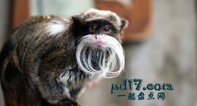 世界上胡须浓密的动物Top6：皇柽柳猴
