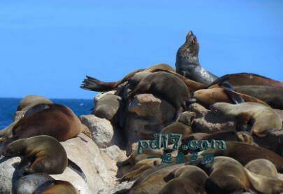世界上气味最难闻的旅游景点Top10：海豹岛