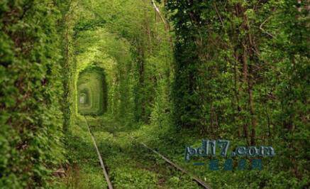 世界上最美的树隧道Top10：爱隧道，克莱文，乌克兰