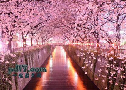 世界上最美的树隧道Top2：日本樱花隧道