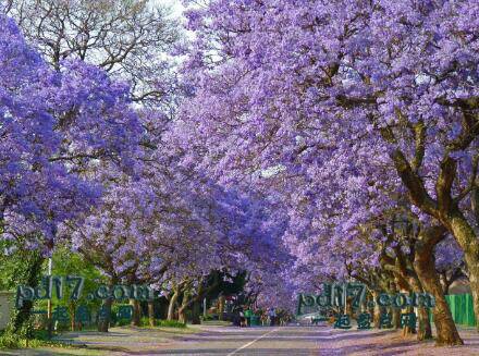 世界上最美的树隧道Top1：Jacarandas Walk 南非
