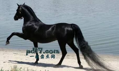 世界上最贵的马的品种Top9：摩根马