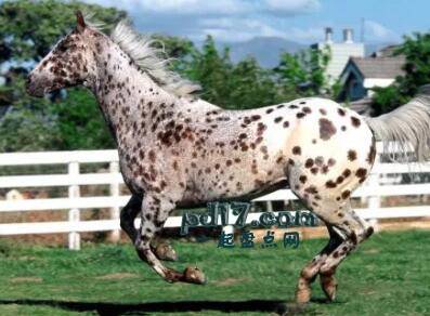 世界上最贵的马的品种Top7：阿帕卢萨马