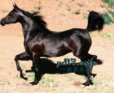 世界上最贵的马的品种Top1：阿拉伯马