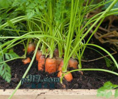 生长速度最快的蔬菜Top7：小胡萝卜（50天）