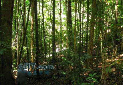 世界上最危险的森林Top8：丹翠雨林