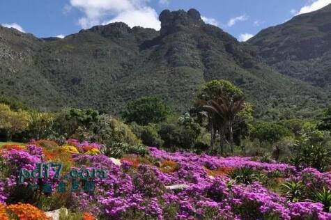 全球最美丽的花园Top1：南非 科斯滕博施