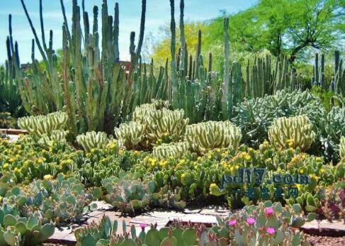 全球最美丽的花园Top6：沙漠植物园 亚利桑那州