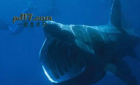 世界上最恐怖的动物Top9：姥鲨