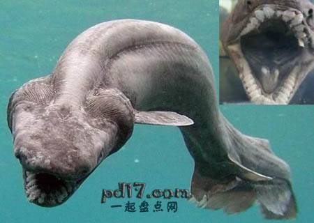 世界上最恐怖的动物Top7：皱鳃鲨