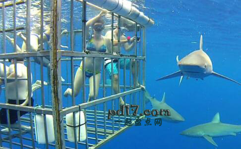 世界上最冒险的运动Top14：和鲨鱼一起游泳