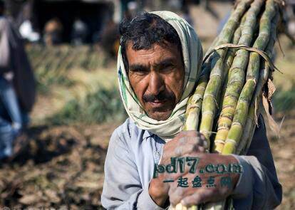 全球甘蔗产量最多的国家Top5：巴基斯坦