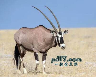 世界上角最强大的动物Top6：Oryx