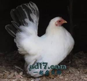 世界上品种最好的鸡Top3：日本矮脚鸡