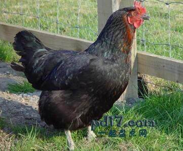 世界上品种最好的鸡Top5：Black Rock Hybrid