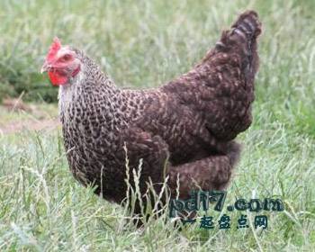 世界上品种最好的鸡Top4：Speckledy hen- Hybrid