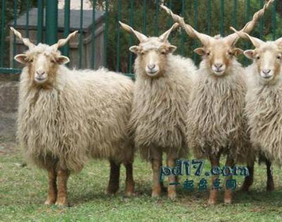 拥有美丽头发的动物Top7：Racka羊