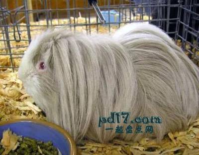 拥有美丽头发的动物Top5：毛茸茸的豚鼠