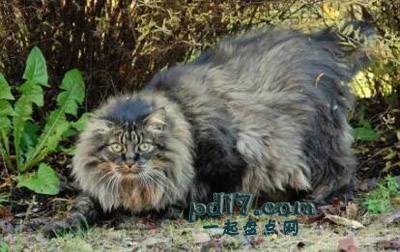 拥有美丽头发的动物Top4：挪威森林猫