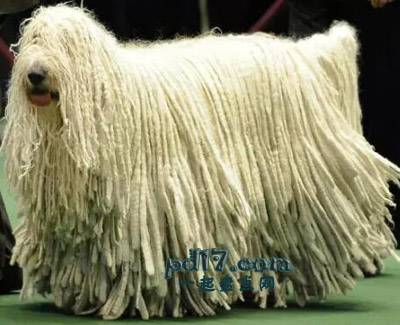 拥有美丽头发的动物Top3：Komondor狗