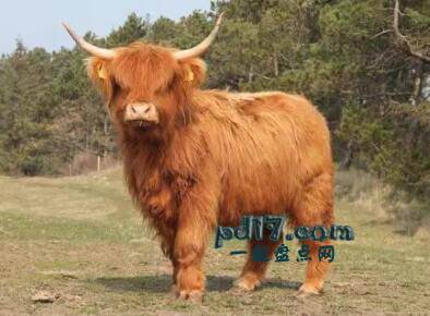 拥有美丽头发的动物Top2：高地牛