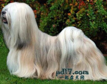 拥有美丽头发的动物Top1：拉萨阿普索