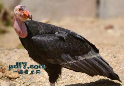 世界上最奇怪的鸟类Top10：加州秃鹰